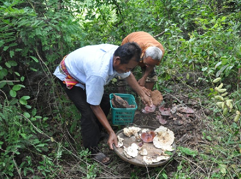 เห็ดกระถินพิมาน