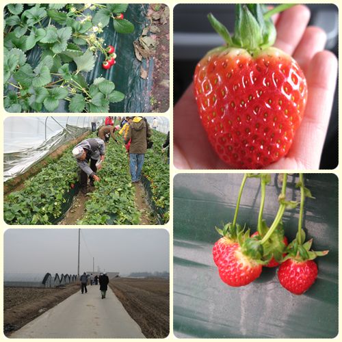 สตรอเบอร์รี่เกาหลี สตรอเบอร์รี่เกาหลี